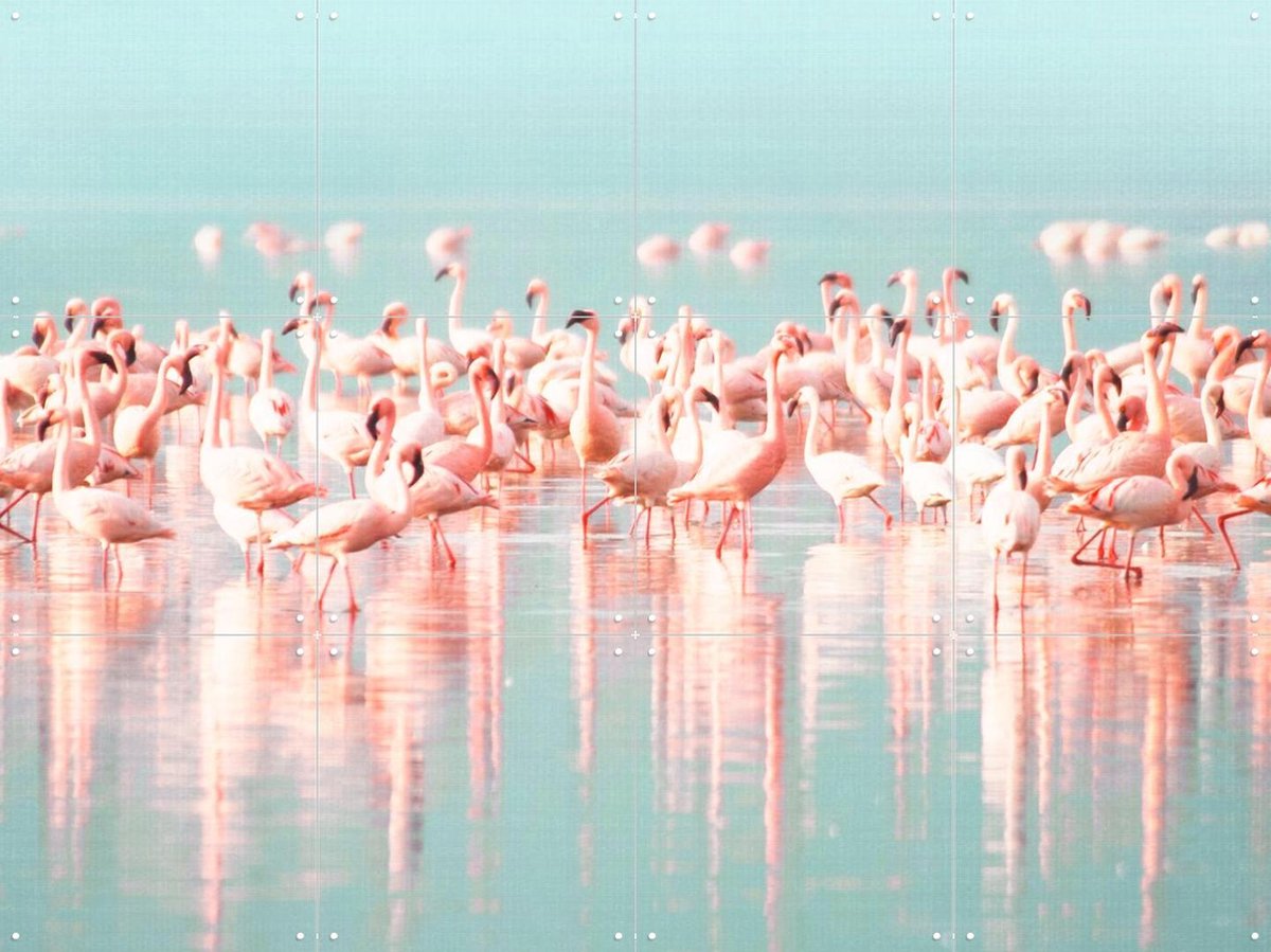 IXXI Flamingos, Lila + Lola - 80 x 60 cm - Gratis ophangtool - Grote wanddecoratie en posters - Fotografie, Kleurrijk, Woonkamer, Slaapkamer, Vogels