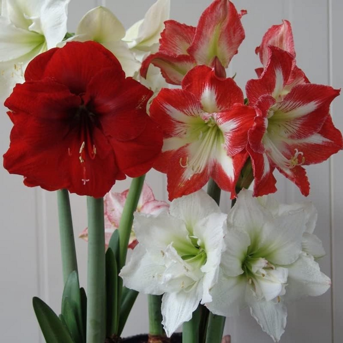 3-Pack Amaryllis Bollen Mix - Prachtige, Gemengde Snijbloemen en Kamerplanten