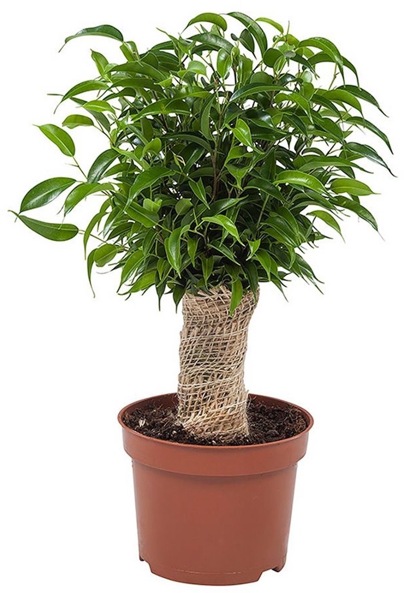 JUNAVERA Ficus Natasja terrariumplant en kamerplant | 12 cm pot | 30 cm hoog