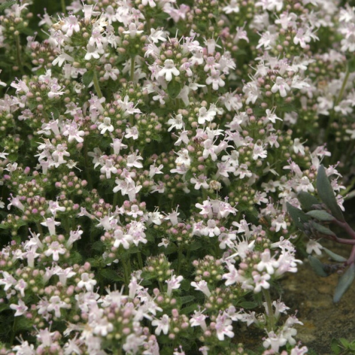 25 x Thymus praecox 'Pink Chintz' - Kruiptijm in 9x9 pot met hoogte 0-10 cm