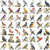 Vogel stickers - 50 stuks - Bird sticker - Bullet Journal Stickers - Planner Agenda Stickers - Scrapbook stickers - Laptop stickers - Telefoon stickers - Bujo stickers - Hobbystickers
