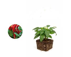 Pot-peper plant - zelf pepers kweken in je moestuin - groenteplant - 3 stuks