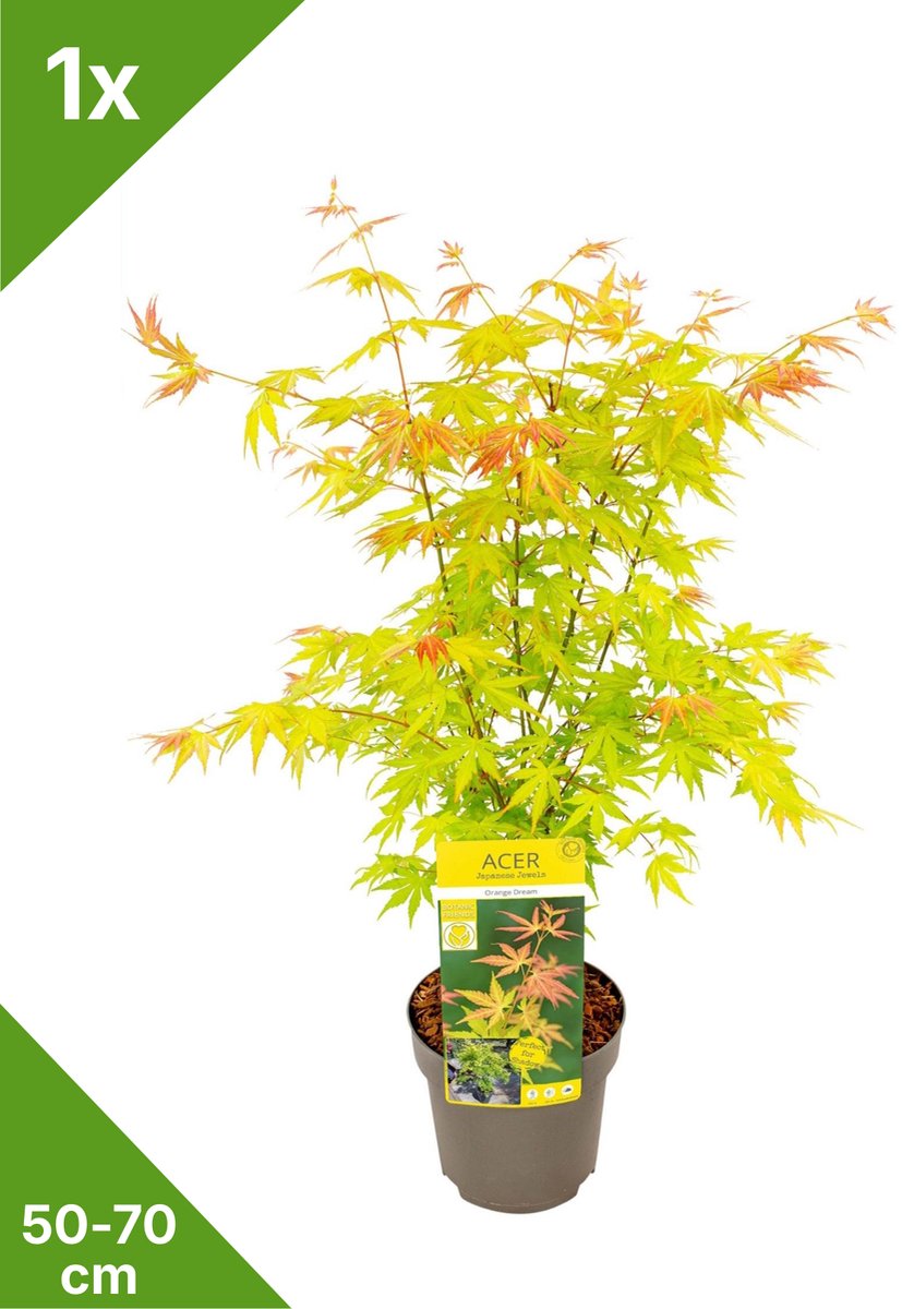 GARDENZO - 1x Acer palmatum 'Orange Dream' - Japanse Esdoorn in 3 ltr pot 50/70 cm
