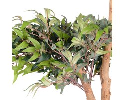 UNUS® Kunstplant Ficus Ruscus 150 cm met echte houten stam, kamerplant met natuurlijke houten stam