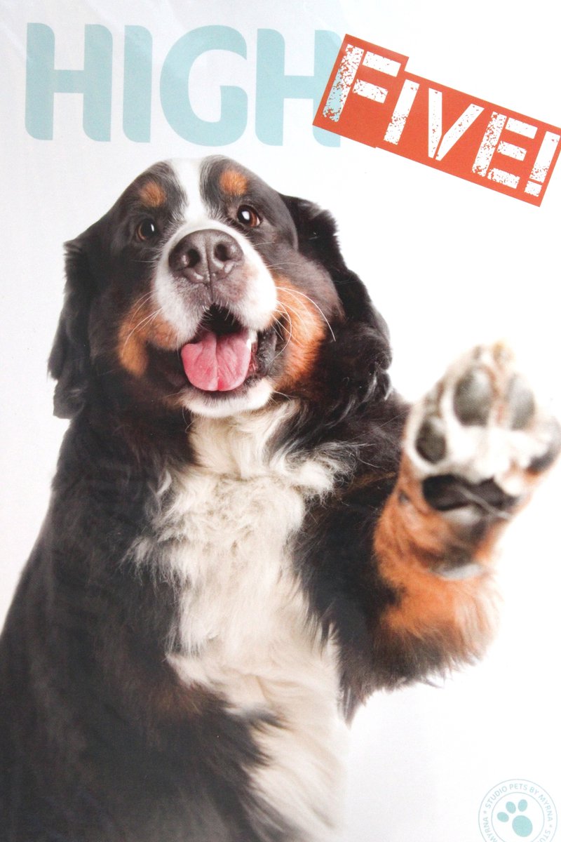 Luxe Wenskaart High Five - Hartelijk Gefeliciteerd - By Myrna - Hond Pup - 14,5x21cm - Dubbele Kaart - Met Envelop - Luxe Wens Kaart - Greeting Card - 1 Stuks - In Folie Verpakt - Groetjes - Groeten - Greetings - Gratis Verzonden