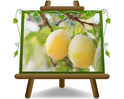 Pruimenboom Fruitplant - Oude Fruitboom - Moestuin Aanplanten - 2 Jaar Oud - Max 170cm