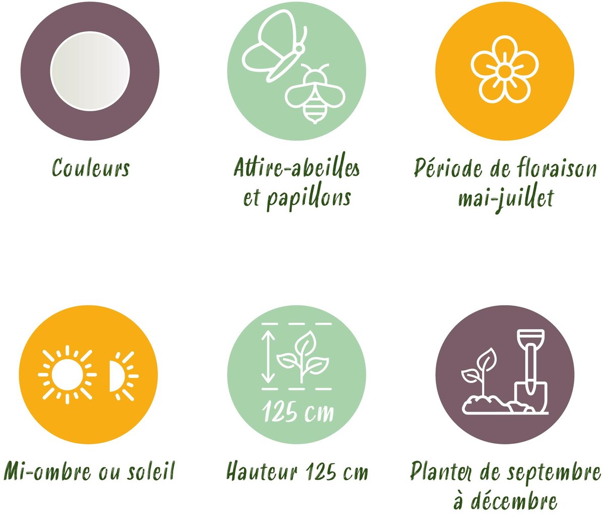 Green boutiQ - 3x Allium Mount Everest - Sierui - Wit - Zomerbloeier - Bolmaat 16/18