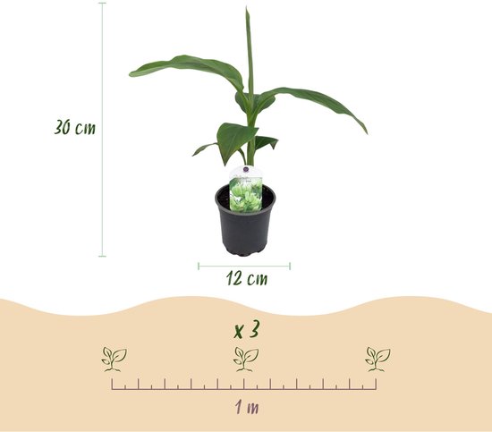 Groene bananenplant in pot met label, 30cm hoog en 12cm breed.