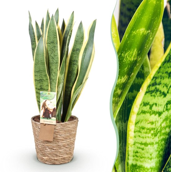 Green BoutiQ - Kamerplanten - Sansevieria Laurentii - Vrouwentong - Weinig onderhoud - met mand - Groen - 1 Plant - Pot 21cm - Hoogte 70-80cm