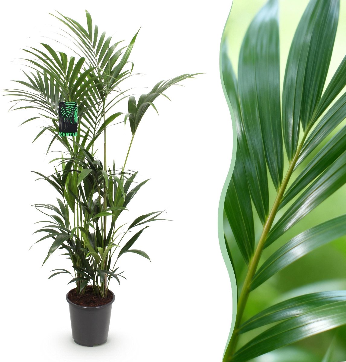Green boutiQ - Kamerplant - Howea Forsteriana - Kentia Palm - Weinig Onderhoud - Groen - 1 plant - Pot 27cm - Hoogte 160-170cm