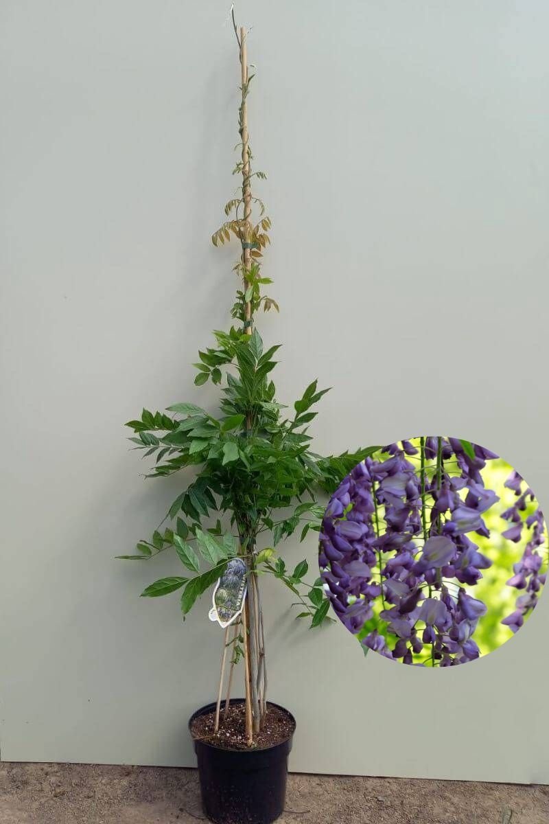 Wisteria sinensis | Blauwe regen | 150-200cm hoogte