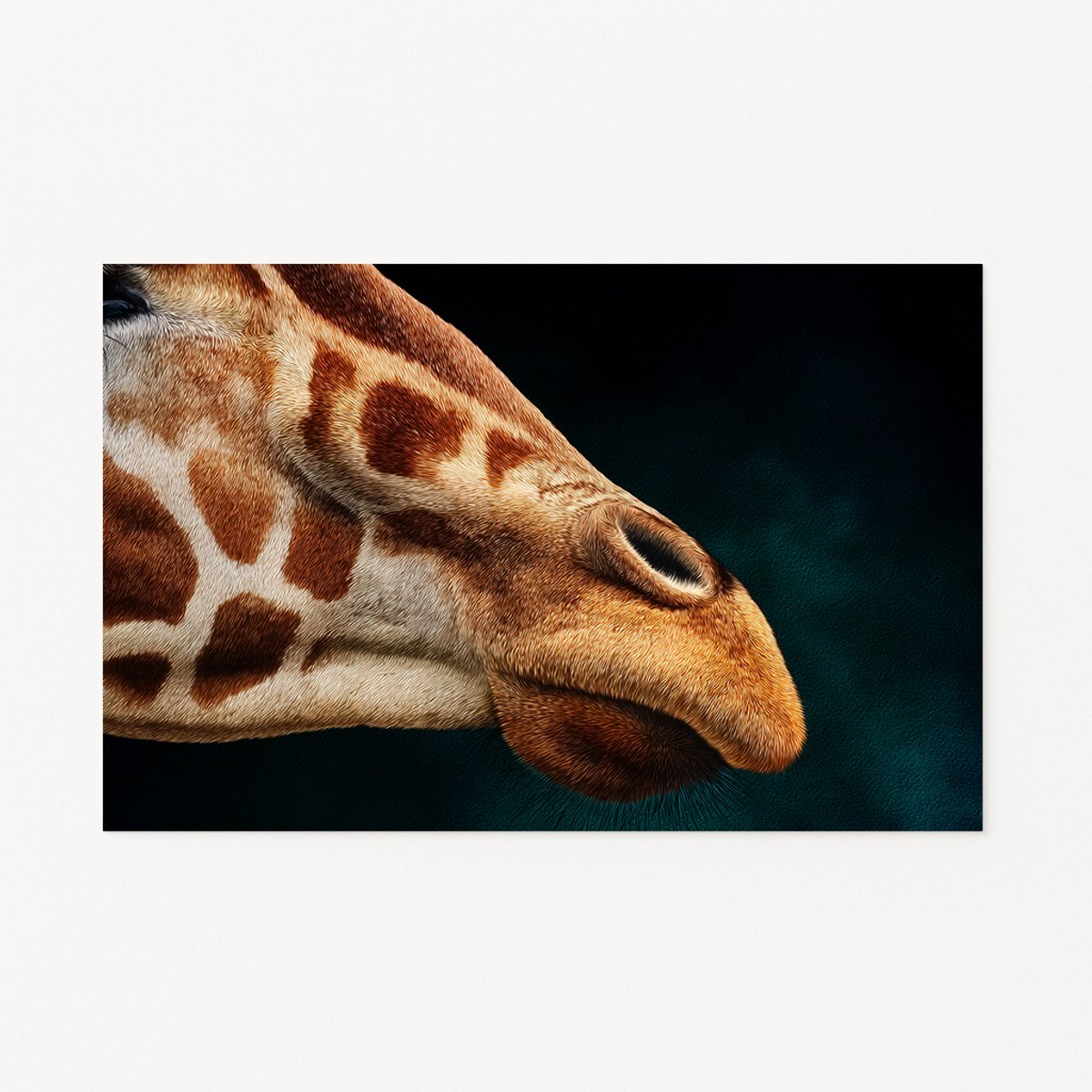 Giraffe profiel - Wanddecoratie - Muurdecoratie - Poster - 70x50 cm