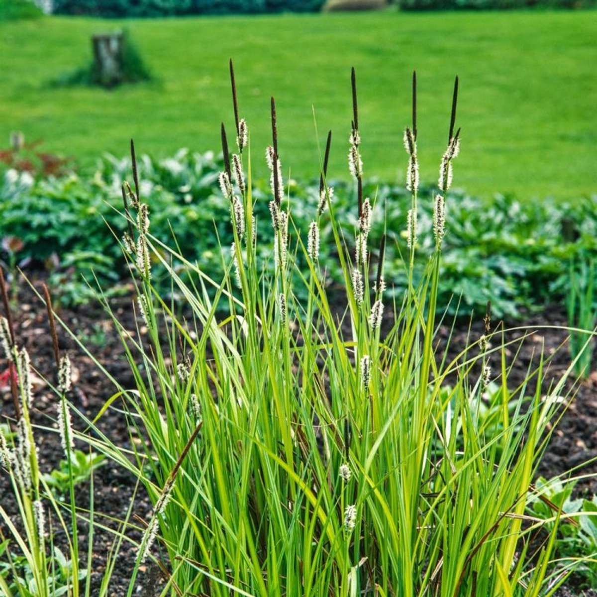 Plants Online BV - Planten - Tuinplanten - Siergrassen - Set van 3 - Sesleria autumnalis