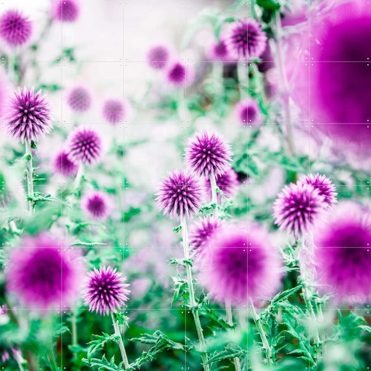 IXXI Dream Flowers Pink, Mareike Böhmer - 120 x 120 cm - Gratis ophangtool - Grote wanddecoratie en posters - Kleurrijk, Abstract, Fotografie