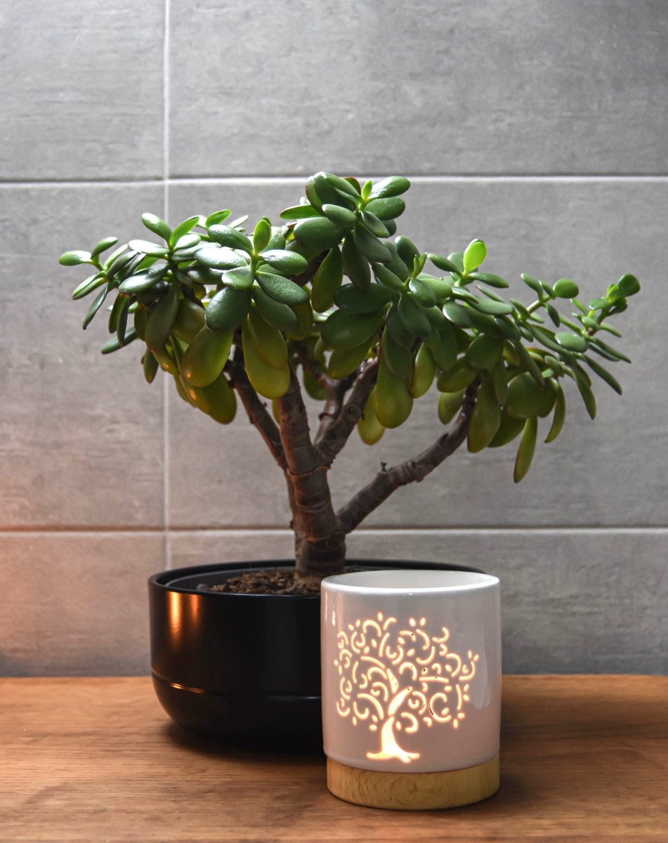 Artishine Geurbrander - Waxbrander - Life tree