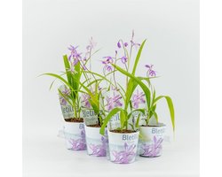 Moerings Bletilla striata roze | Japanse orchidee | 12 cm pot | ± 20 cm bij levering