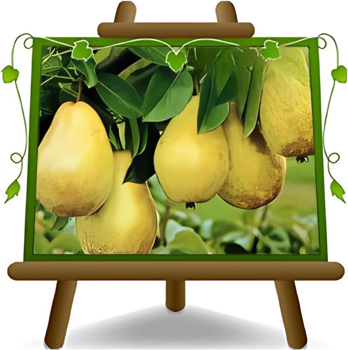 Perenboom Decana - Fruitplant Peer - Zelf Oogsten - 4 Jaar Teelt - Max 200cm Hoog