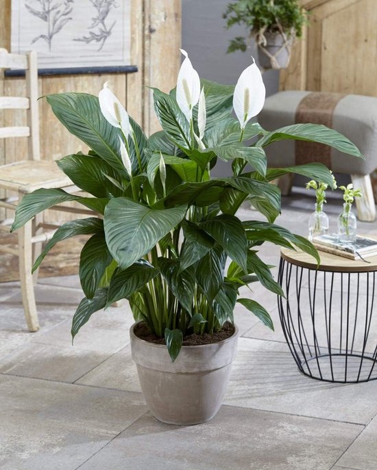 Planten Vredeslelie - Kamerplant - Binnen Decoratie - Luchtreinigend - Pot 21cm - Groen Wit