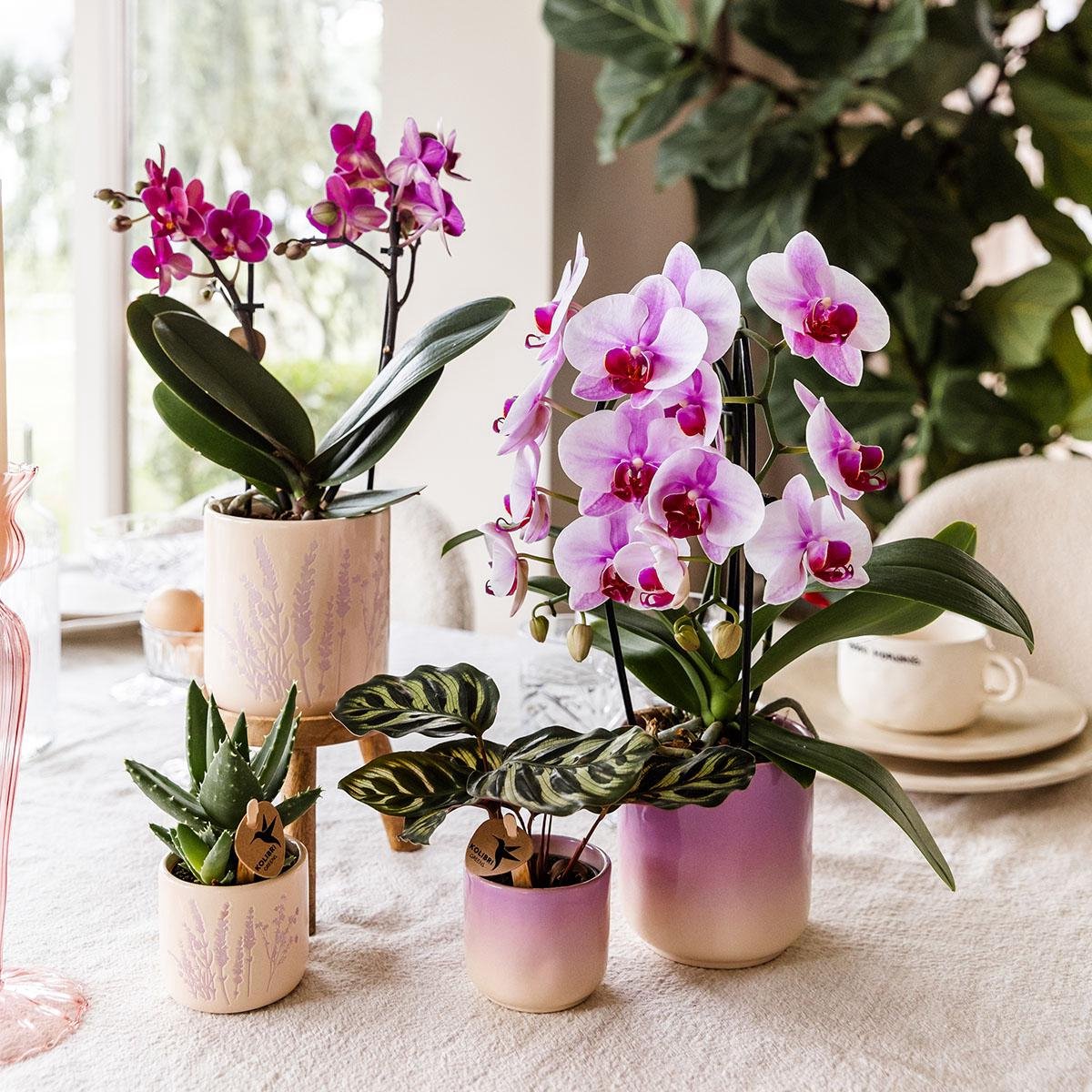 Kolibri Home | Gradience sierpot - Purple - Ø9cm