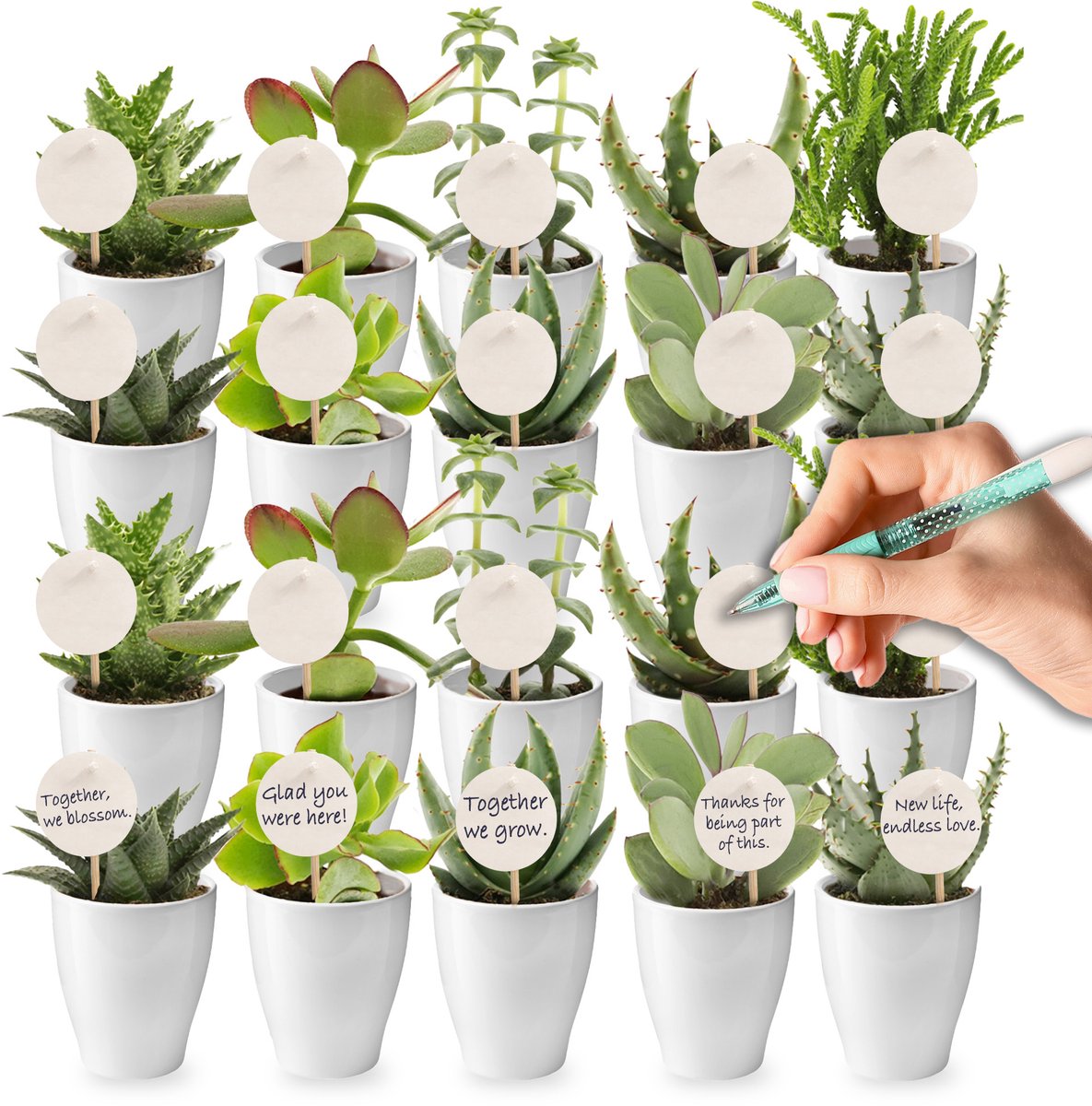 vdvelde.com - 20 mini vetplanten met witte potjes 6 cm - Bedankjes voor bruiloft, evenement & relatiegeschenk - Onderhoudsvriendelijke planten met kaartjes en stokers voor personalisatie