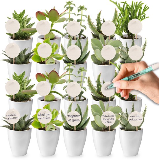 vdvelde.com - 20 mini vetplanten met witte potjes 6 cm - Bedankjes voor bruiloft, evenement & relatiegeschenk - Onderhoudsvriendelijke planten met kaartjes en stokers voor personalisatie