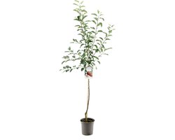 Malus domestica elstar halfstam najaarsappel fruitboom Fruithof
