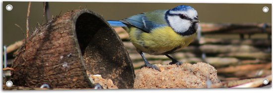 WallClassics - Tuinposter – Pimpelmees Vogel in een Nestje - 90x30 cm Foto op Tuinposter  (wanddecoratie voor buiten en binnen)