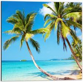 WallClassics - Dibond - Tropisch Strand met Palm Bomen - 50x50 cm Foto op Aluminium (Wanddecoratie van metaal)