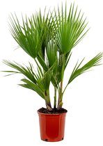 Washingtonia Robusta - Mexicaanse Waaierpalm - Palm - Groenblijvend - ⌀21 cm – 80-100 cm