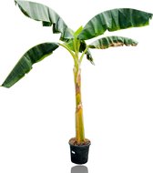Musa Basjoo - Fruitboom - Bananenboom - Snel groeiend - Uniek - Tropisch