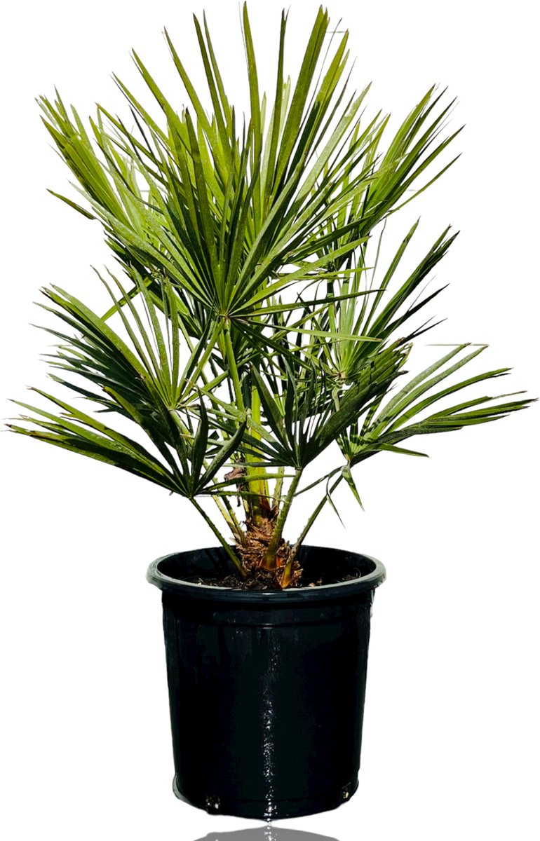 Palmboom - Chamaerops Humilis - Europese Dwergpalm - Groenblijvend - Winterhard - Hoogte 90-110cm