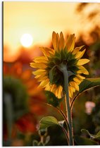 WallClassics - Dibond - Zonnebloem van de Achterkant - 50x75 cm Foto op Aluminium (Wanddecoratie van metaal)