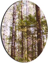 WallClassics - Dibond Ovaal - Dunne Takken aan Bomen - 21x28 cm Foto op Ovaal (Met Ophangsysteem)