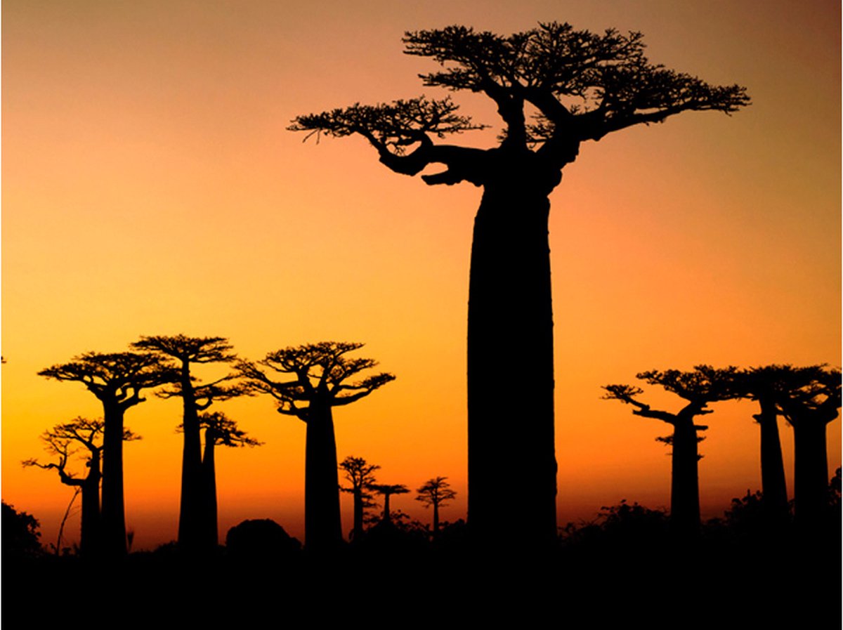 Fotobehang - Afrikaanse baobab bomen.