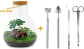 Terrarium - Sam LED Coffea - ↑ 30 cm - Ecosysteem plant - Kamerplanten - DIY planten terrarium - Mini ecosysteem - Inclusief Hark + Schep + Pincet + Schaar