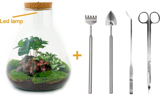 Foto: Terrarium sam led coffea 30 cm ecosysteem plant kamerplanten diy planten terrarium mini ecosysteem inclusief hark schep pincet schaar