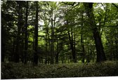 WallClassics - Panneau de mousse PVC - Seul le vert dans la forêt - Photo 120 x 80 cm sur panneau de mousse PVC