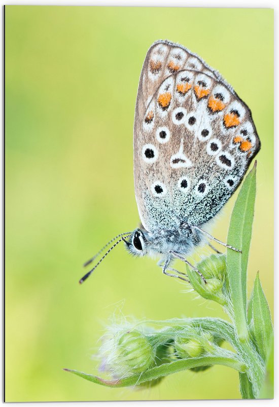 WallClassics - Dibond - Vlinder met Wit/Blauw/Oranje Vleugels - 70x105 cm Foto op Aluminium (Met Ophangsysteem)