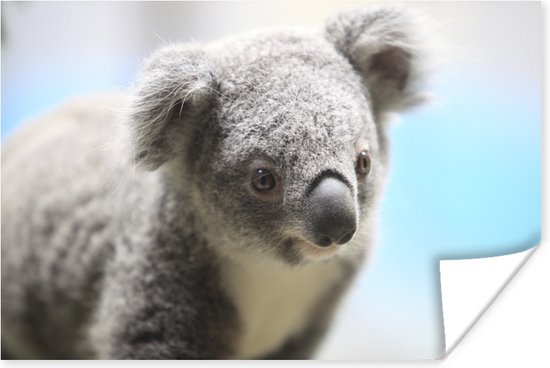 Poster Koala - Portret - Dier - Kinderen - Jongens - Meiden - 120x80 cm