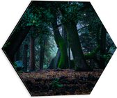 WallClassics - Dibond Hexagon - Grands Arbres Tordus dans la Forêt - 30x26,1 cm Photo sur Hexagone (Avec Système d'accrochage)