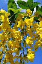 Jonge Gouden regen boom | Laburnum anagyroides 'Yellow Rocket' | 100-150cm hoogte