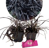 Set van 12x zwart gras- Ophiopogon plan. 'Niger' - Hoogte 20cm - 9cm pot - Slangenbaard