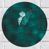 WallClassics - Muursticker Cirkel - Blauw Vlindertje  - 30x30 cm Foto op Muursticker