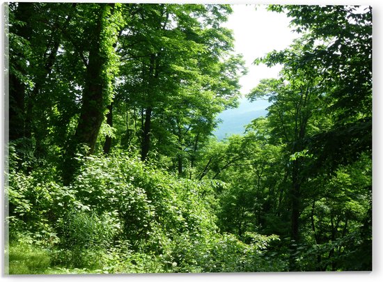 WallClassics - Acrylglas - Groene Blaadjes aan de Takken in het Bos - 40x30 cm Foto op Acrylglas (Met Ophangsysteem)