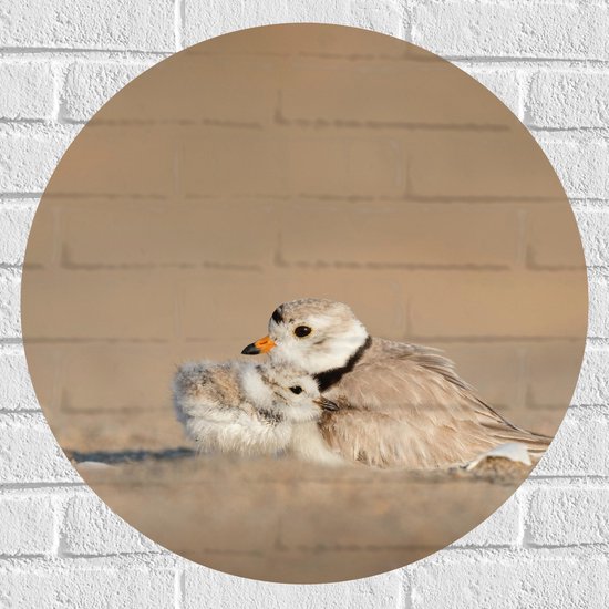 WallClassics - Muursticker Cirkel - Dwergplevier Vogeltje met Jonkie - 60x60 cm Foto op Muursticker