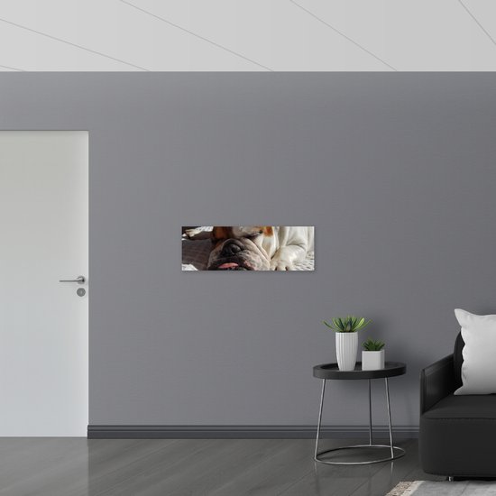 WallClassics - Plaque de Mousse PVC - Chien Bouledogue Endormi - 90x30 cm Photo sur Plaque de Mousse PVC
