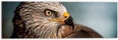 WallClassics - Dibond - Roofvogel Wouw - 60x20 cm Foto op Aluminium (Met Ophangsysteem)