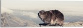 WallClassics - Dibond - Marmot op de Muur - 90x30 cm Foto op Aluminium (Wanddecoratie van metaal)