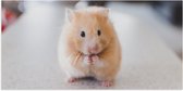 WallClassics - Poster Glanzend – Schattige Hamster op de Keukentafel - 100x50 cm Foto op Posterpapier met Glanzende Afwerking
