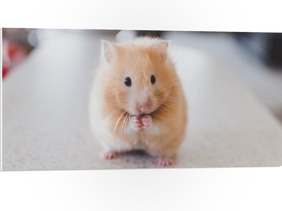 WallClassics - PVC Schuimplaat- Schattige Hamster op de Keukentafel - 100x50 cm Foto op PVC Schuimplaat